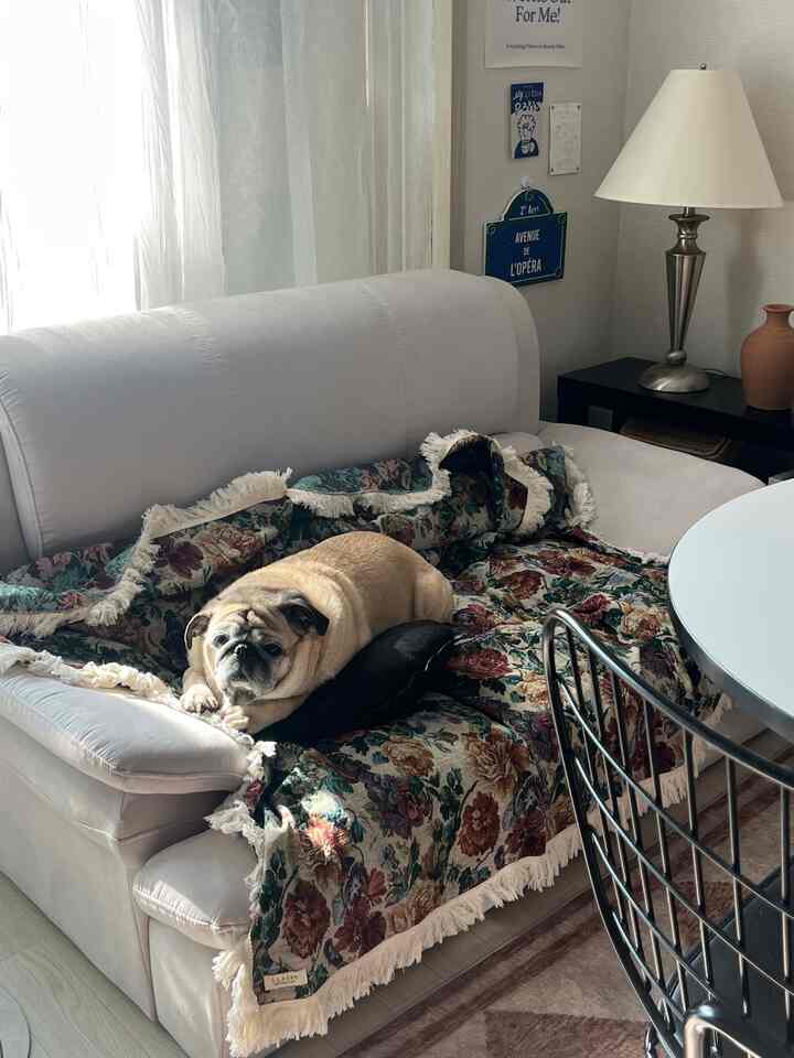 白を基調としたリビング、花柄のスローとソファの上でくつろぐ犬がいるヴィンテージインテリア