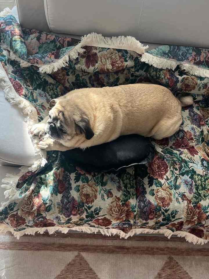 ブラウンのトーンのソファに花柄のカーペットが掛かり、その上で横たわるパグ犬がいる、雰囲気のあるリビング