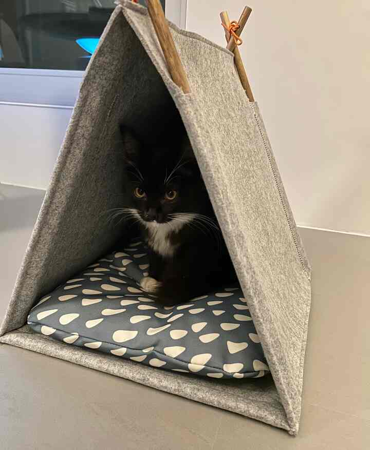 グレーのペットハウスに黒猫が座っているナチュラルな色調の室内