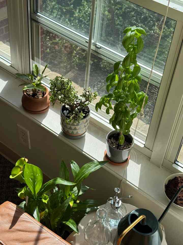 green area 🪴🌱🌿🌳

#plant #planterior #green #plantpot