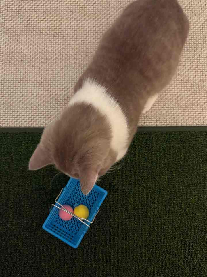 猫のおもちゃ？バスケットに入れなければなりません。 
- シャクナゲマートおもちゃコーナー運営中

つつじが好きな遊びは、
ボールを転がす、ボールを噛む+引き裂くそして..

カートを遅らせる。

フォームフォームボールカートの前に座って1つずつ取り出す姿は..
本当どんなに見てもミニマートアルバ生が別にないジュ🤣

今日はピンクを狙うような目つき 

特異点：入れるものなし。
取り出す用途にのみ100％活用中ｗｗｗｗｗ

猫のおもちゃもこんなに集めておけば
見る楽しさ+遊び感探しが二倍です。
小さなミニカート、本当にお勧めです！

#コーンスープ記録グニー #ミニ 
