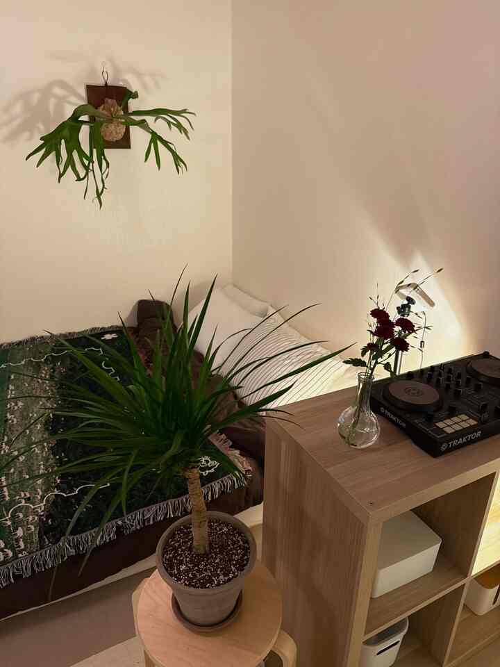 ナチュラルな色調のワンルーム寝室、木製の本棚と緑の植物が配置された雰囲気のある空間