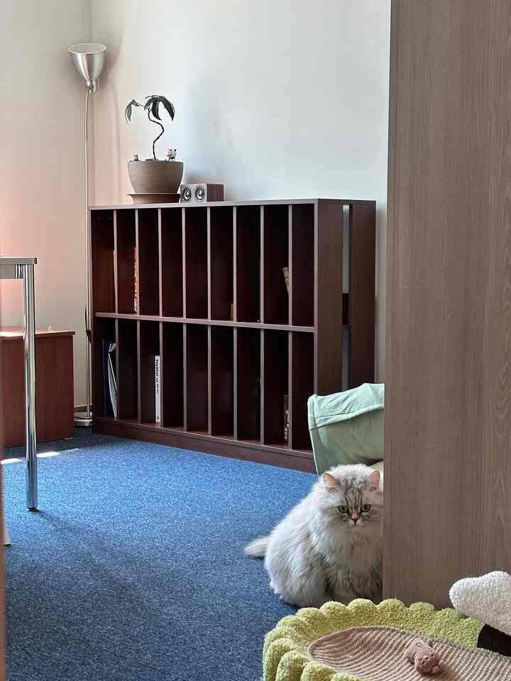ブルーカーペットと茶色の本棚が配置された書斎、片隅に猫が座るナチュラルな雰囲気のインテリア