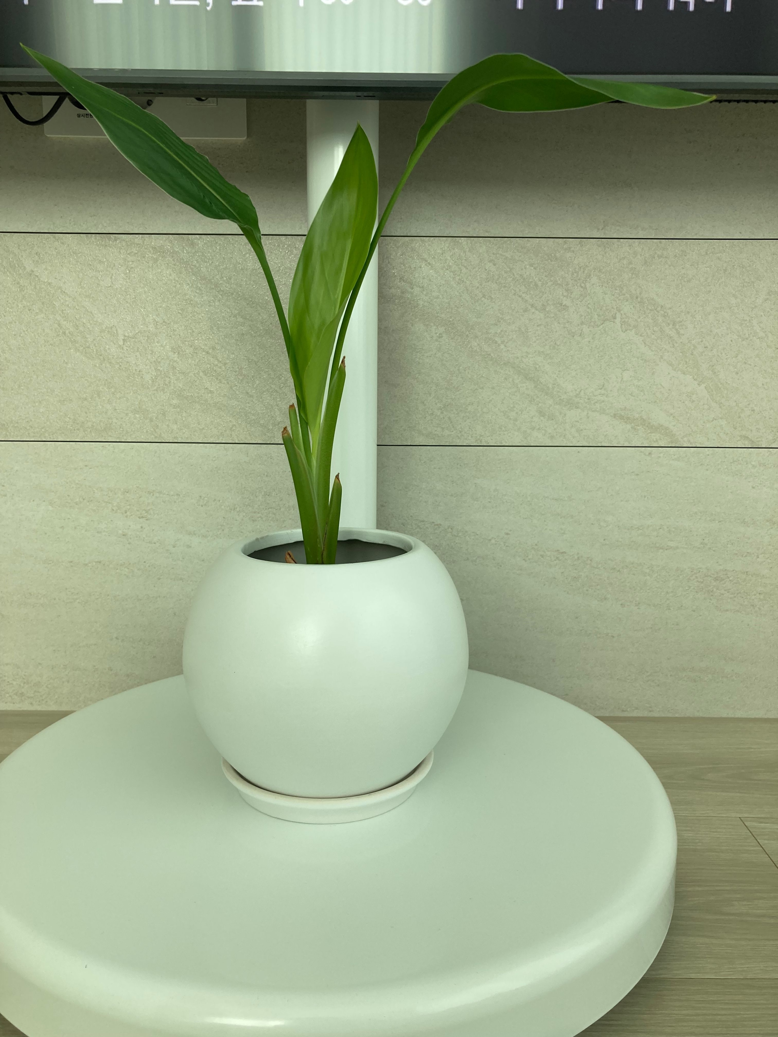 Rounded Moon Vase user photo
