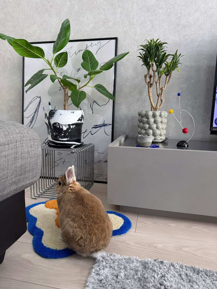 可愛いうしろ姿🐰💙

#うさぎ
#うさぎのいる暮らし
#rabbit
#リビング
#リビングインテリア
#ミッドセンチュリー
#ミッドセンチュリーモダン 
#ラグ 
#ラグ・マット 