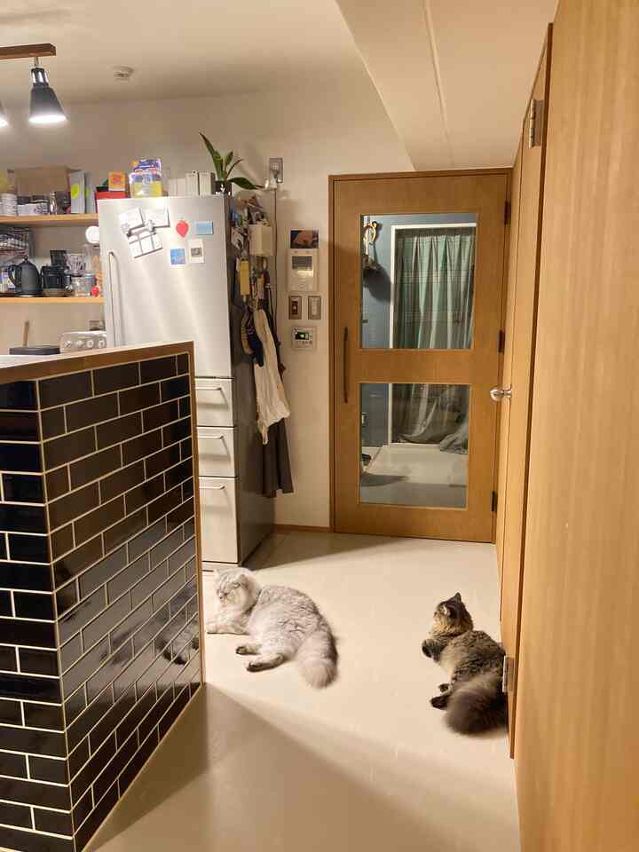 iPhoneの写真も載せてみようかと、、
最近はよく近くにいたりするね🐈🐈
#キッチン #カウンターテーブル #カウンターキッチン
#無印良品 #山崎実業 #リノベーション #リノベマンション