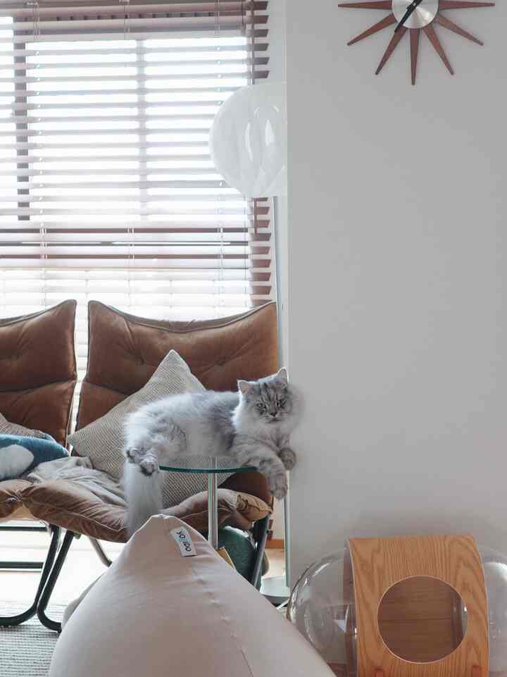 ベージュのビーズクッションとブラウンのソファがあるナチュラルなリビング、ガラスのサイドテーブルにくつろぐ猫がいる雰囲気のあるインテリア