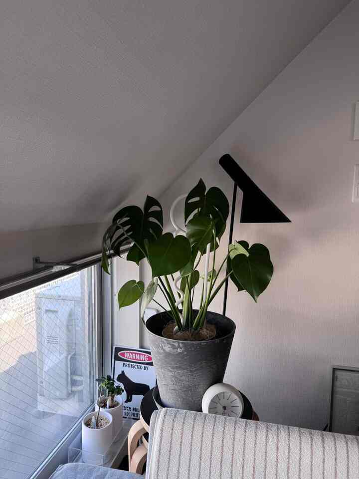 少し前からモンステラが仲間入り🪴

オーストラリアのLucky ThingsというブランドのPlantPins
アイコニックなデザインが気に入っています◎

#北欧インテリア 
#ミッドセンチュリー 
#ミッドセンチュリーモダン 
#ジャパンディ
#デザイナーズ
#louispoulsen
#arnejacobsen
#japan
#frenchbulldog
#フレンチブルドッグ
#観葉植物