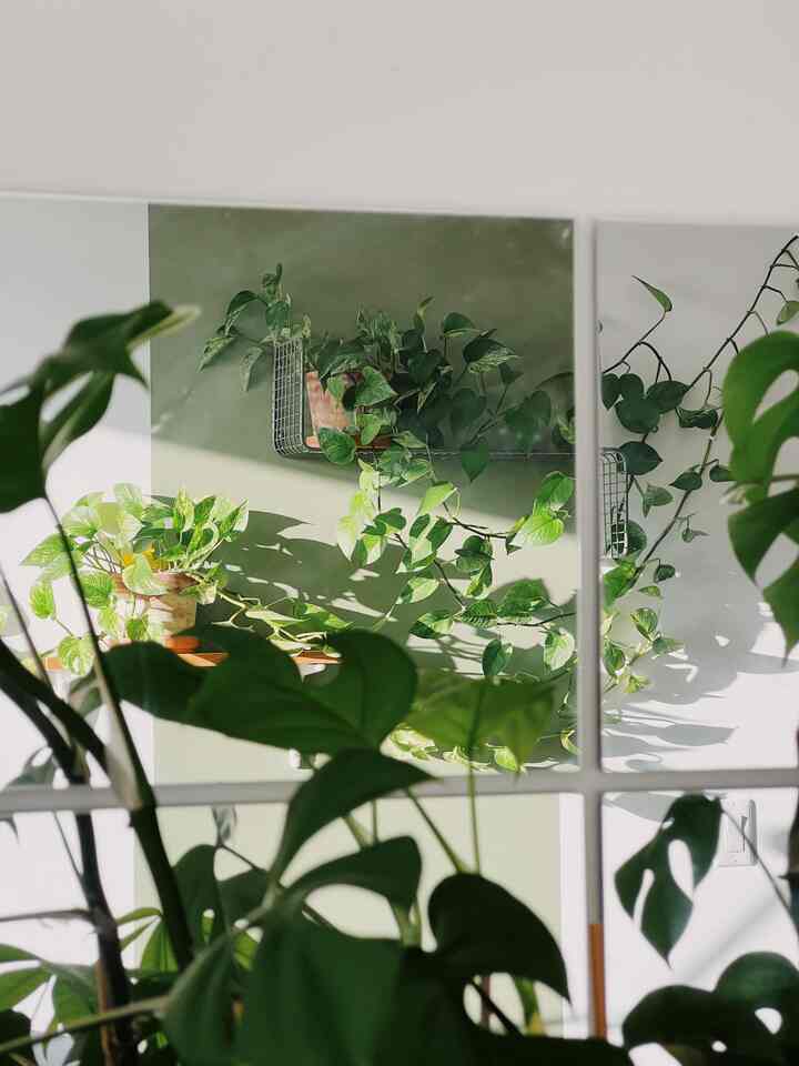 Rearranged the pothos on our shelves in time for the spring/summer growth spurts! How long do you think it will be before this whole wall is covered in pothos leaves? 🌱🌿🪴 

#biophillic #contemporary #eclectic #livingroom