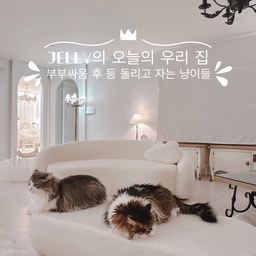 #콘수프기록 #오늘의우리집 #부부싸움한냥이들
생존신고용 피드입니다~
저, 살아있어요~
현생 살아내느라.. 바쁩니당~
어서… 수요일 저녁이 오기만을 기다리고 있습니다…😭😭😭
ㅋㅋㅋ 🤣🤣🤣🤣🤣
초코랑 우유랑 부클레 스툴 위에서
서로 신경전 벌이며 냥펀치 팡팡 날리더니
귀 뾰쪽뾰쪽 마징가 귀 하면서 불편한 심경을 표출하다가
떨어져서 등 돌리고 자요~ 🤣🤣🤣
바로 코앞에서 직관하는 저는 귀엽고 웃기고~ ㅋㅋㅋ
왼쪽 : 우유💛 /  오른쪽 : 초코💛
💛일곱 냥 이름 : 초코 우유 딸기 쨈 망고 젤리 크림💛
#프렌치인테리어 #화이트인테리어
#일곱냥집사 #고양이 #반려묘 #맞팔 #집사일상
#부클레스툴 #부클레테이블 #거실인테리어
#몽글몽글담요 #스툴 #노르웨이숲
#거실 #거실꾸미기 #소파테이블 #의자 #테이블
#두잇 #고양이해먹 #냥템 #집사의집 #집사인테리어 
#집사의하루 #집사일기
#고양이랑사는집 #고양이가있는집 