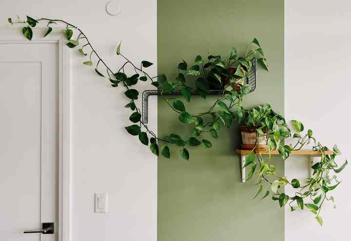 Having my pothos climb around the door…

#biophillic #plants #contemporary