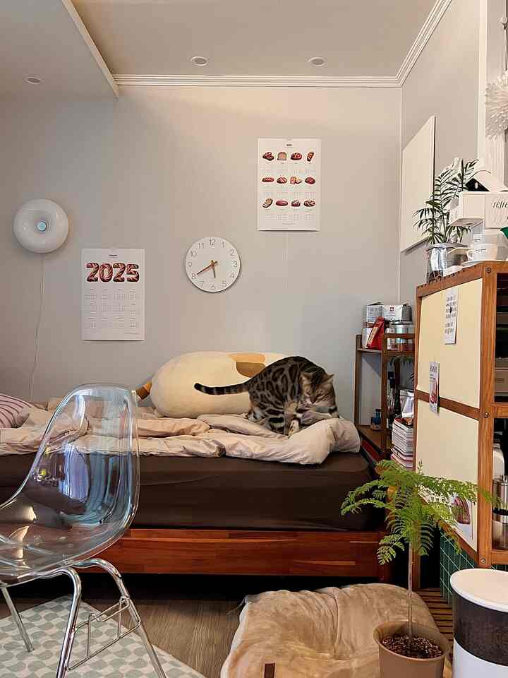 柔らかい木目調と白い壁のワンルーム寝室、ベッドの上に猫がいて透明な椅子が置かれた雰囲気のあるインテリア