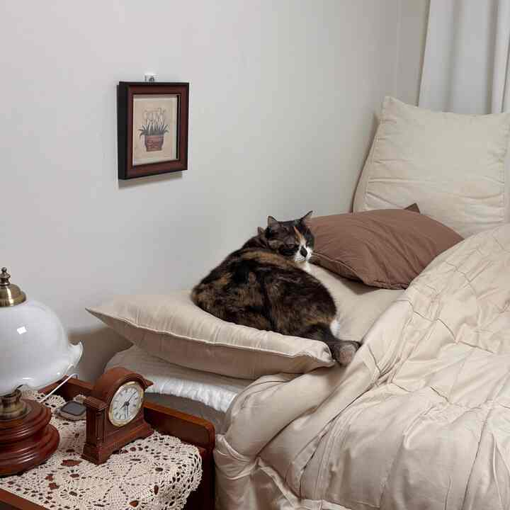 アイボリー色の寝具と枕の上に猫が座る、落ち着いた雰囲気の寝室