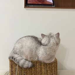 고양이 키울 때 
콘센트정리 저는 이렇게 합니다. 
라탄으로된 콘센트 정리함을 사용하면 좋아요!!
가끔와서 스크래쳐도 하고..
이녀석은 뭔가 이건 내 물건이라는 듯..
올라가있는 자세 좀 보십쇼
고양이한테 뺏긴 아이템 1개 입니다 
나중에 이거 다 세서 모음집 하나 만들어야겠어요 ㅋㅋ
#내돈내산 #콘수프기록 #집사인테리어 #집사의집 #고양이인테리어 #고양이 #라탄바구니 #라탄멀티탭 #멀티탭정리 #멀티탭박스 #멀티탭커버 #고양이일상 #고양이집사 #소파 #눕소파 #냥테리어 #펫테리어 #고양이살림살이 