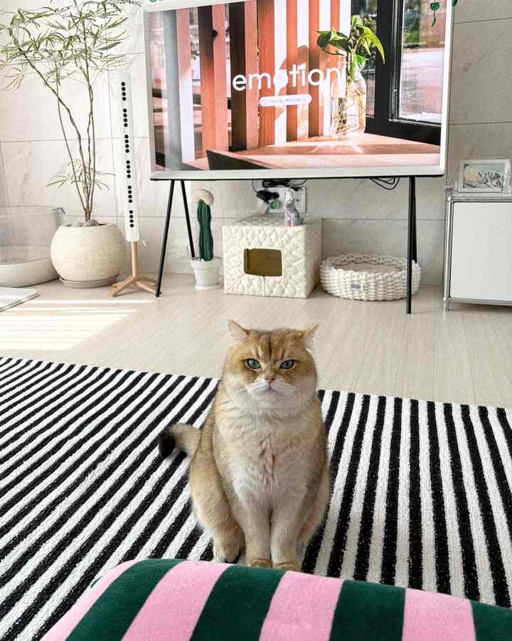 A white and natural-toned living room featuring a cat sitting on a black and white striped rug, cozy cat hideout and tidy modern decor.