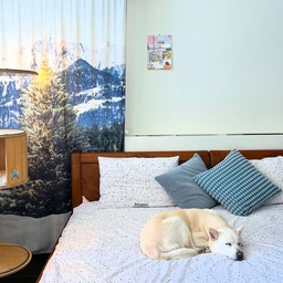햇살 좋은 오월의 오후, 자연 속에 들어온 듯한 우리 집 풍경.
심플하지만 따뜻해 🐾✨
#HomeVibes #CozyCorner #SlowLiving #MyHappyPlace #NatureInspired #DogLife #HomeDecor