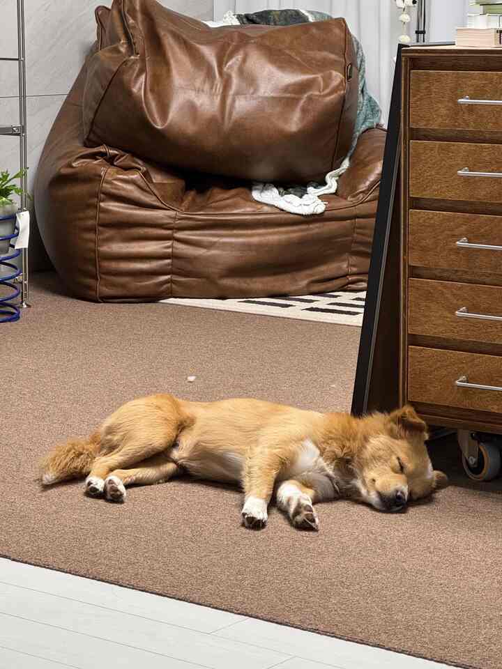 ブラウン色調の家具とカーペットが配置されたリビング、穏やかに眠る犬がいる温かみのある雰囲気のインテリア