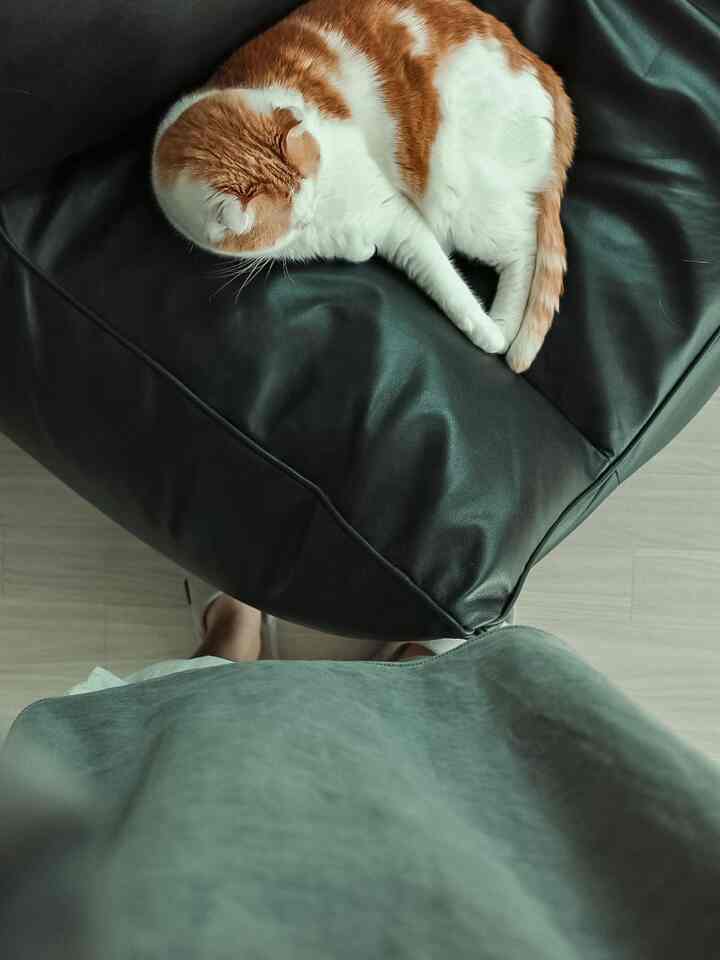 黒いビーンバッグソファの上で丸まって眠るオレンジと白の猫がいる、温かみのある空間