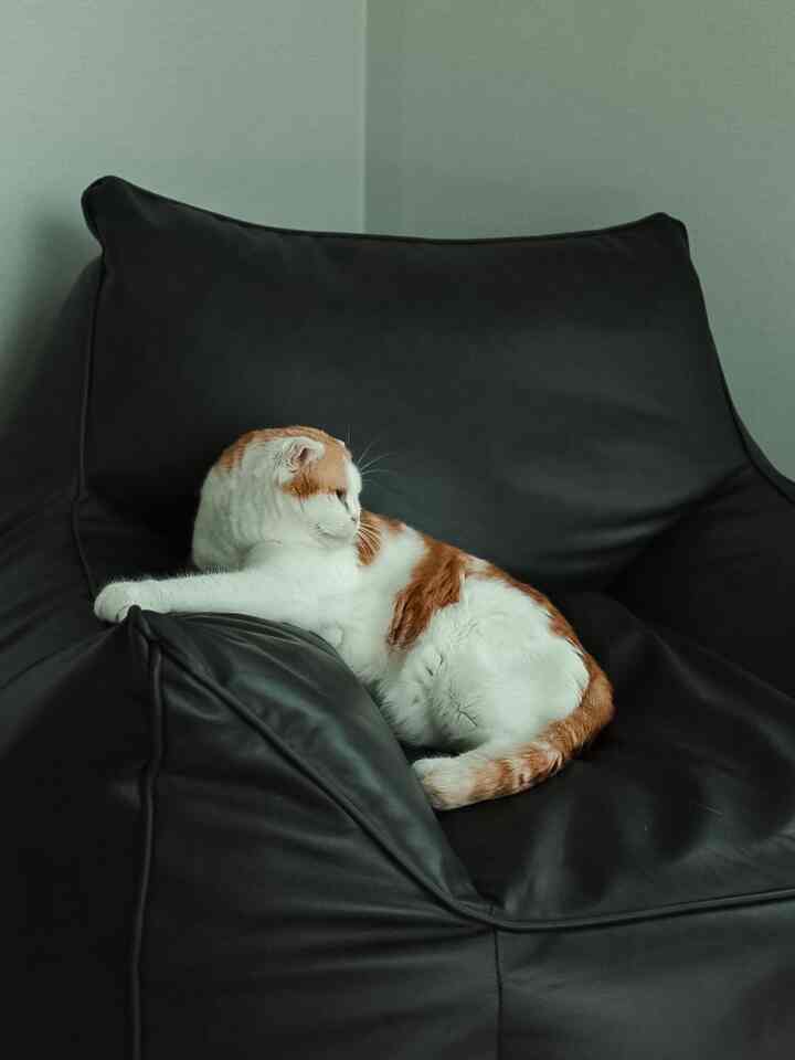 黒いビーズクッションソファの上でくつろぐ白とオレンジの猫がいる雰囲気のある空間