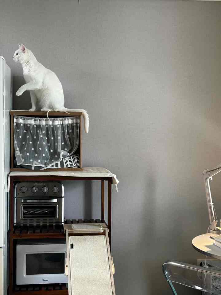 グレーの壁と木目調の棚があるコンパクトなキッチンスペース、上部に白い猫が座っている雰囲気のあるインテリア