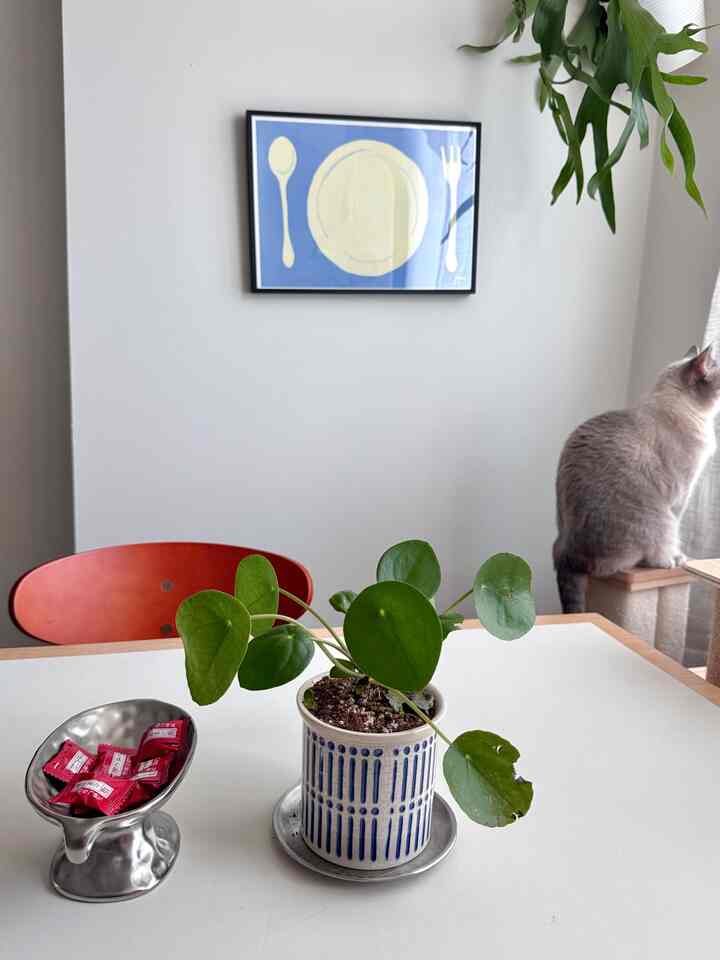 白と赤の色調のダイニングルーム、中央に植物の鉢と赤い椅子、右側にカーテンのそばで座っている猫がいるシンプルな空間