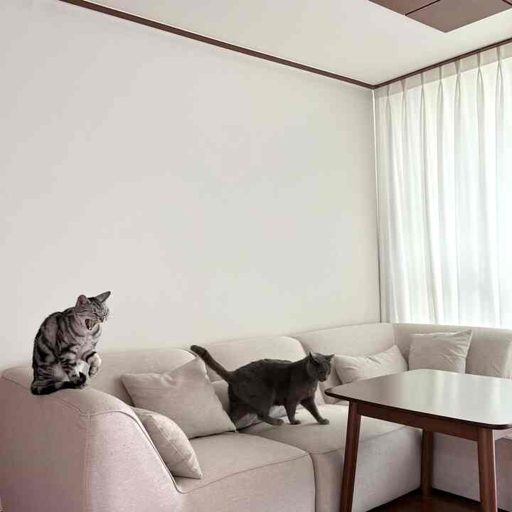 白とベージュのトーンのリビング、2匹の猫がいるナチュラルでシンプルなソファのある雰囲気のあるインテリア