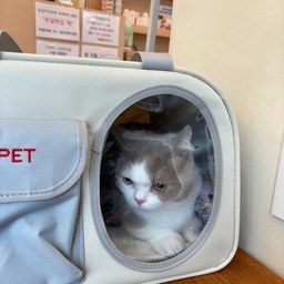 진달래.. 결국..
중성화수술은 언제..? 
고양이는 보통 2키로(6개월) 정도 되면 
중성화수술을 하는데요. 
울 진달래씨 몸무게는 무려 3kg.. (7개월)
중요한 건 주인공이 없다는 사실입니다. 
빠른 이해를 위한 ‘고양이 고환의 경로’
복강-> 사타구니(서혜관)-> 음낭 
순서로 내려오게 되는데요. 
여기서 둘 중 하나라도 완전히 내려오지 못하고 멈춰버리면 “잠복고환” 입니다.. 😭😭
출발이라도 하면 어디서든 촉진이 가능하다고 하는데
더더더!!‼️ 중요한 건 
진달래씨.. 그 어디에도 촉진이 안된다는 것.. 
아직 출발도 안 했다는 거죠.. 
결국 한달이라는 시간을 더 기다려보기로 했어요. 
복강을 열고 수술하려면 
엄청 큰 수술이라 24시 병원을 가서 
대수술을 받아야하고, 
성공한다는 보장도 없습니다… 
집사는 마음이 심란합니다.. 
제가 너무 진달래’씨‘ 라고 불러서 그럴까요?!
오늘부터 진달래 군으로 부르겠습니다. 
#콘수프기록 #집에서제일바빠 #고양이 #고양이건강 #고양이중성화 #고양이잠복고환 #고양이가있는집 #고양이병원 #고양이인테리어 #고양이병원방문 #반려동물잠복고환 #반려동물중성화 #고양이중성화수술 #냥테리어 #펫테리어 #리바트수납장 #침실인테리어 #침대 #고양이이동장 #이동장 #이동장추천 
