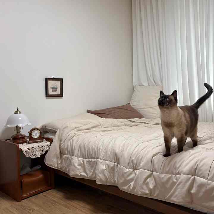 ベージュとウォールナットのトーンの寝室、ベッドの上に猫がいる落ち着いた印象的な空間