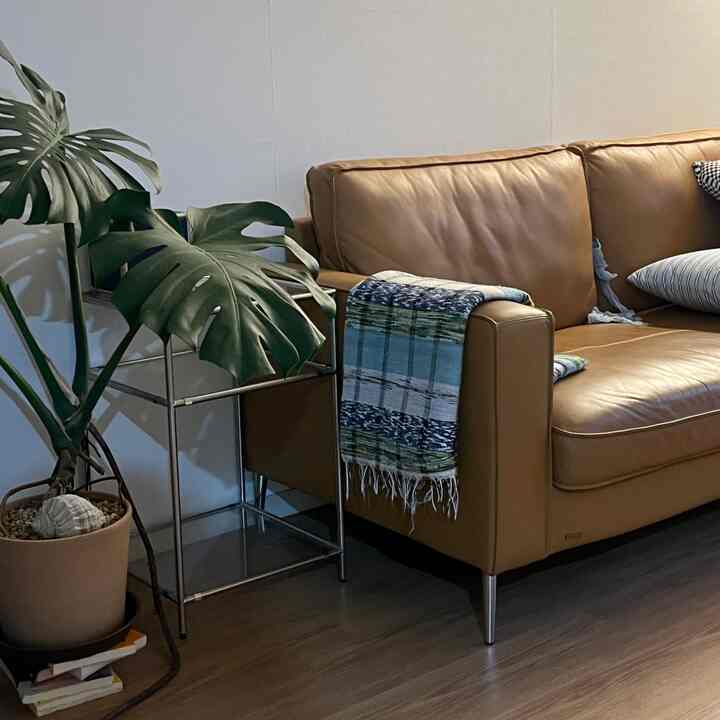 Natural tone living room featuring a camel leather sofa with blue throw and monstera plant creating cozy atmosphere