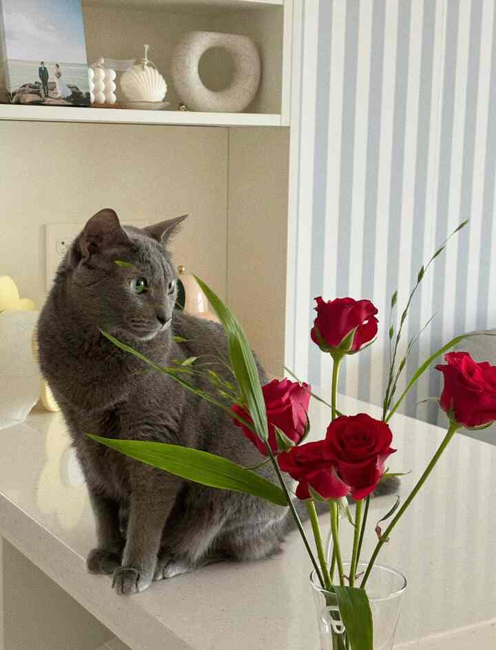 花より猫、猫ほど家のぬくもり🌿
今日も私の家の風景の主人公は四月です。
バラ一本だけ挿しても空間がずっと暖かくなる気分
そしてその隣にはいつもゆったりとした私たちの四月
少しだけど完璧な組み合わせですよ🩵🩷💙
私の家の穏やかな瞬間、きれいに記録してみてください:-)

＃猫と一緒に＃サリムログ＃私たちの家猫
＃花のある家＃キッチンインテリア＃猫の執事 
＃猫と一日＃今日の家＃猫の家の家 
＃ホームスタイリング＃ホームスターグラム＃サリム日記
＃ジプスン＃フォロー歓迎 