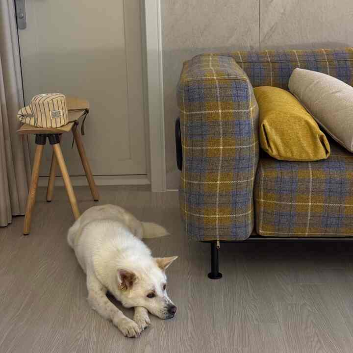 木目調の床とチェック柄ソファが置かれたリビング、床に横たわる白い犬がいる雰囲気のある空間