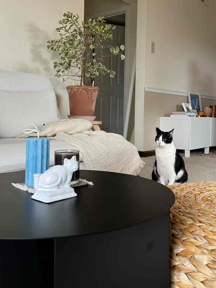 White and natural-toned living room featuring a black coffee table and a cat in a cozy setting
