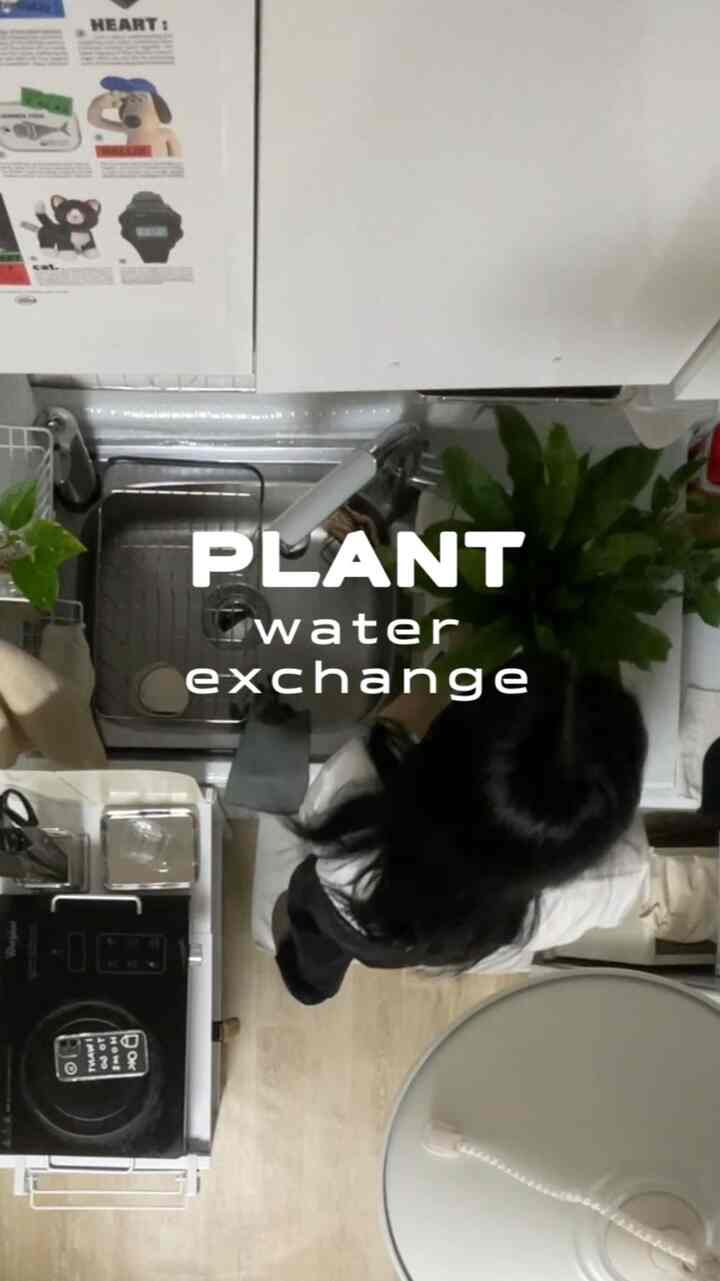 植執事の水耕栽培水を与える時間🚿

家を明るくする植物
日が暑くなる前に、
今から頻繁にきれいな水で挽く

/
＃フレンテリア