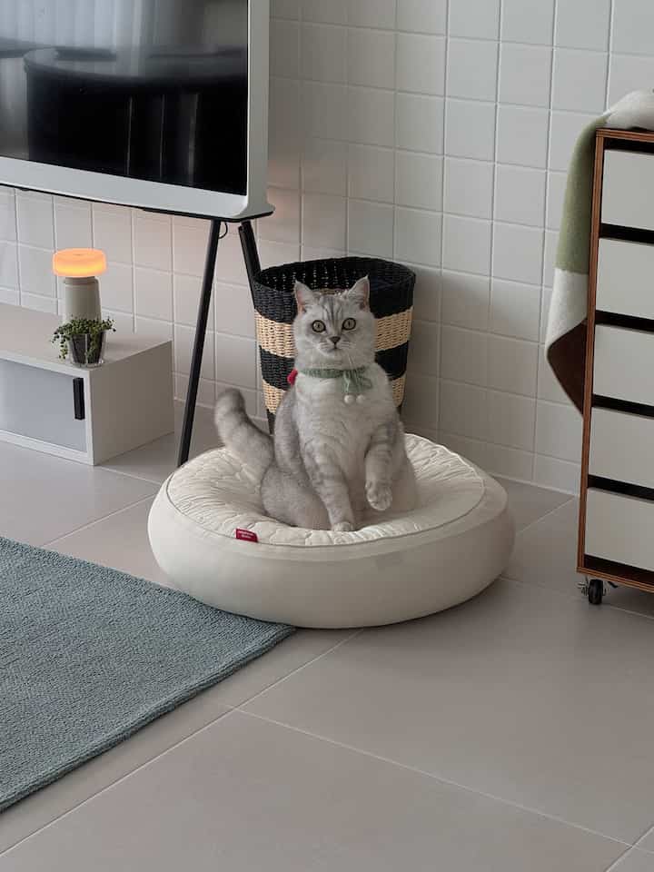 落ち着いたアイボリーとグレーのリビング、中央に猫用の白いペットベッドと猫が座るシンプルで清潔感のあるインテリア