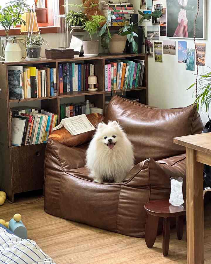 ウッドトーンの床と本棚があるリビング、茶色のビーズクッションソファに白い犬が座っている雰囲気のある空間