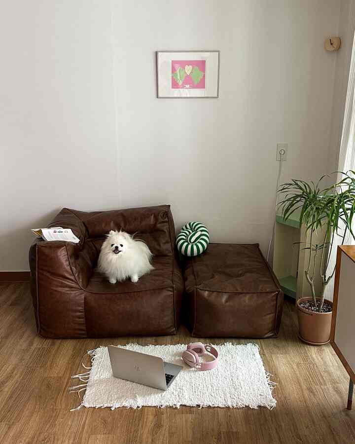白い壁と茶色のビーズクッションソファがあるコンパクトなリビング、中央に小さな犬が座っている印象的な空間