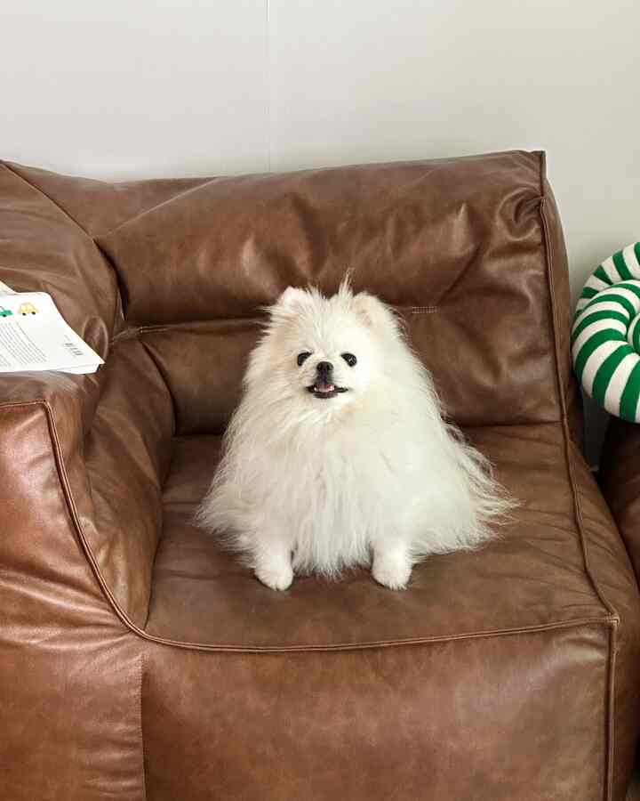 高級感のある茶色いビーンバッグレザーソファに座るかわいい白い犬がいる居心地の良いリビングスペース