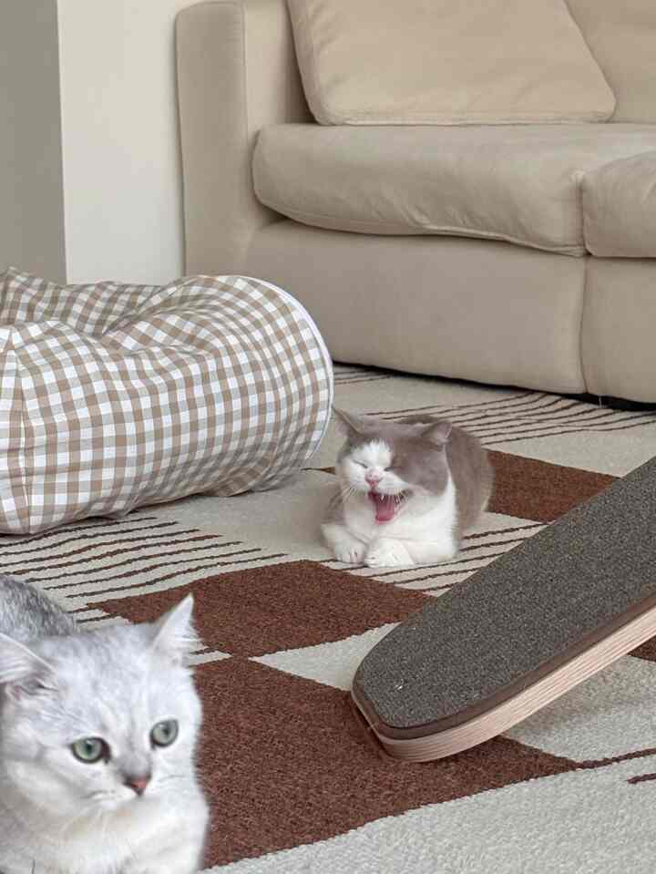 ベージュとナチュラルカラーのリビングルーム、大きなラグの上に猫用トンネルと二匹の猫がいる雰囲気のある空間