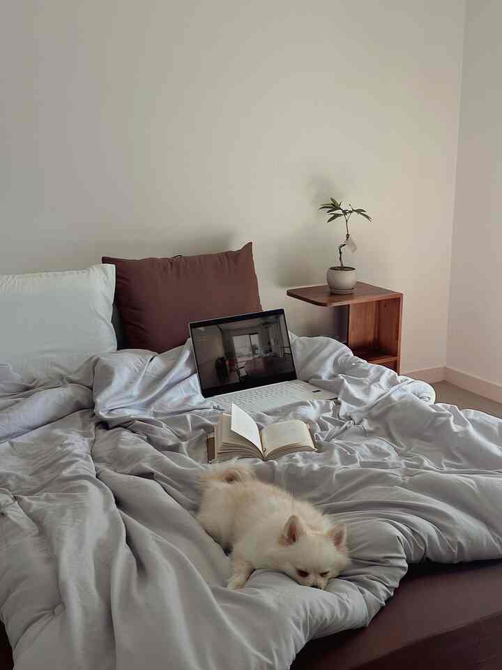 #2026달력이될집 #가을
Musim membaca ‚ Seekor anak anjing lucu tidur nyenyak di kamar tidur yang cocok dengan musim gugur 🍂🤎

#AutumnAeOurHouse #가을인테리어 #침실 #침실인테리어 #신혼집 #신혼집인테리어 #신혼집꾸미기 #침실스타일링 #침실꾸미기 #반려견과사는집 #반려견 #반려견인테리어 #반려견과함께사는집 #침구세트 #침구인테리어