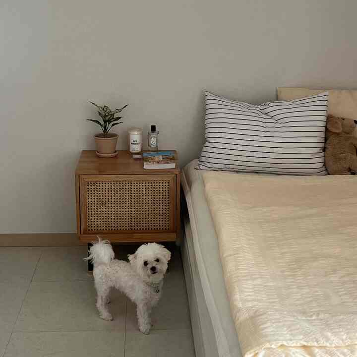 白とベージュの自然な色調の寝室、ベッドとナイトテーブル、植物、小さな白い犬が配置された雰囲気のあるインテリア