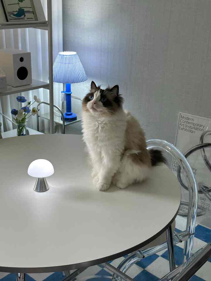 A cozy mid-century modern dining room in white and blue tones featuring a round table with transparent chairs and a cat sitting on the table beside a small table lamp.