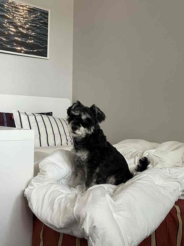 Simple and natural studio bedroom featuring a white bed with a black dog sitting on it