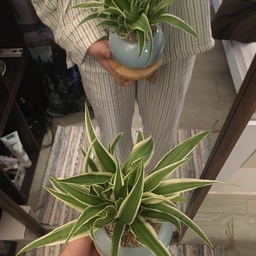New plant ! 🌳
작고 귀여운 나비란 우리 집 등장 .͙· 
#집꾸미기 #원룸인테리어 #원룸꾸미기 #플랜테리어 #식물 #나비란 #초록이 #인테리어 #소품 #홈 #셀프인테리어 #홈웨어 #홈스타일링 #화분 #오늘의집 #interior #planterior #plant #new #green #item #grow #growing #home #self #homewears #homestyle
