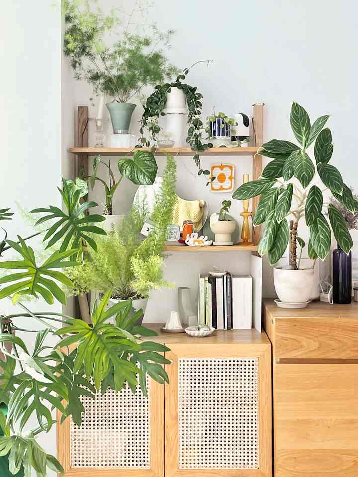 知人の間で＃シックモーニング

引っ越し直前にミルゴミルゴミルゴミルドンブンガルをいくつか花がすぐ咲いてしまった #ホヤマチルダ

ある二年の間、式執事として水だけをやっと与えながら、葡萄もできず、気にしませんでしたが、ありがたいことに花を咲かせました🌼✨⭐️

引っ越した家でもきれいに育ってくれます😍

雨中虫梅雨の始まり！

＃式執事＃ホヤ＃花＃シックスターグラム＃ハウススターグラム＃フランテリア＃homeliving