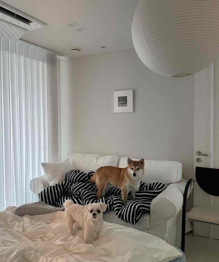 白を基調としたリビング、白いソファとベッドリネンに2匹の犬がいるシンプルな印象の空間