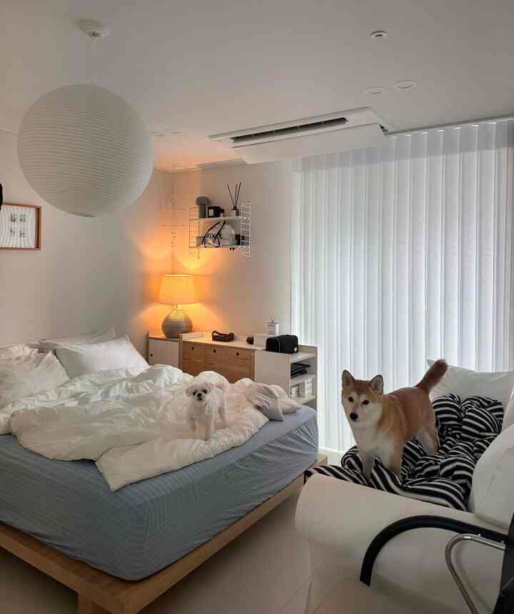 白と淡いブルーのトーンの寝室で、ベッドとソファの上に犬がいる、自然で居心地の良い空間