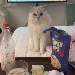 지난 주 토요일 아깽이 하루종일 돌보고 집 소독하고
밤 10시 되어서야 앉아서 막걸리 한 잔 했어요
창억떡 호박인절미 진짜 맛있어요👍🏻 
아침에 가볍기 먹기에도, 간식으로 먹기에도 좋아요
Arnut 피칸정과는 시식 먹어보고 바로 구매했는데 진짜 술안주로 제격입니다👍🏻
이케아 머그잔은 2,500원 가성비 좋고 크기도 커서 맥주잔 막걸리잔으로도 딱입니당
진격의거인 3번째 정주행하면서 막걸리 타임😚
#내돈내산 #콘수프기록 #술안주추천 #이케아머그컵 #냥테리어 #맞팔선팔