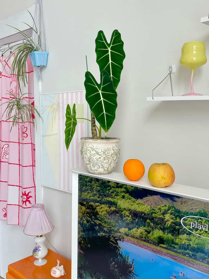 白い壁とピンクのパステルトーンのカーテンがあるリビング、アロカシアの植物とヴィンテージ風の小物が配された雰囲気のあるインテリア