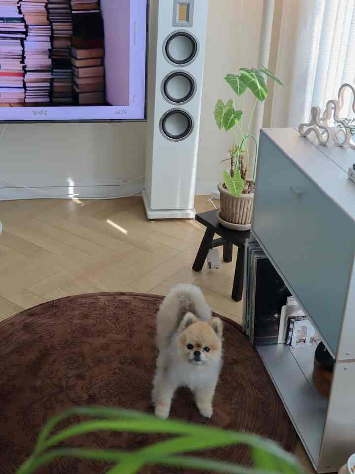 明るいホワイトとブラウンの色調のリビング、中央に茶色いラグと犬があり、観葉植物が配置された雰囲気のある空間