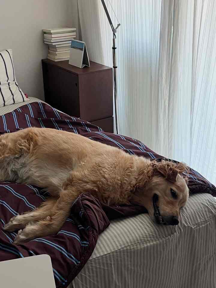 A cozy bedroom featuring white curtains and brown bedding, with a dog lying on the bed alongside a dark nightstand and a floor lamp by the window